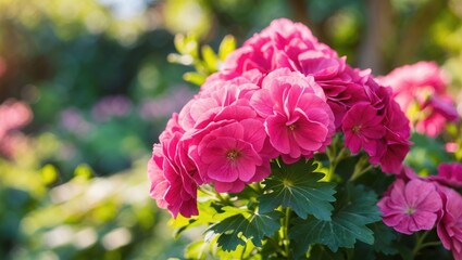 Pink geranium flowers in a garden with green foliage, bright sunlight, and blurred background.