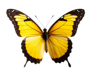 - Elegant yellow Butterfly in Flight with Motion Blur Effect, Side View, Isolated on Transparent Background.