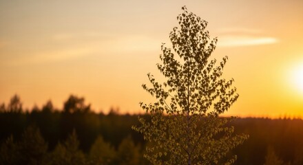 Single Young Tree at Sunset in Blurred Forest