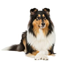 Fototapeta premium Majestic tricolor collie dog posed on white background