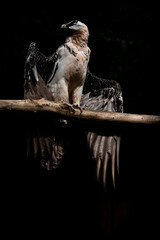 bearded vulture in nature whole bird