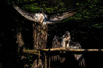 bearded vulture in nature whole bird
