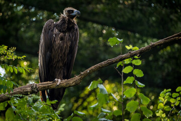 brown vulture portrait in nature park