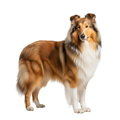 Beautiful rough collie standing proudly on a white background