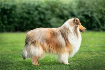 Gold Rough Collie dog photo show quality 