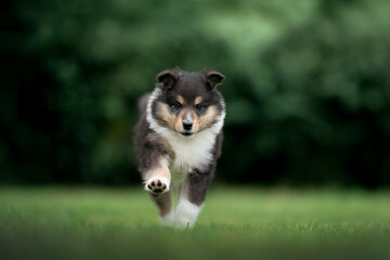 cute run puppy collie long hair tricolor