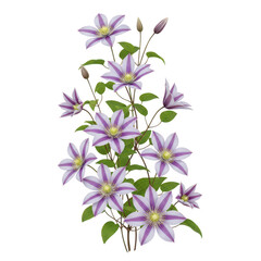 A beautiful bouquet of clematis flowers isolated on transparent background transparent background