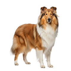 Majestic rough collie standing proudly against a white background