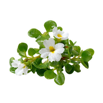 Fototapeta Bacopa png