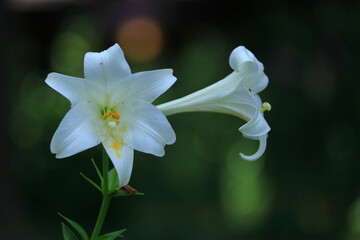 純潔を象徴する花