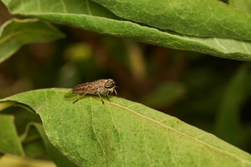 Macro insect resting on green leaf