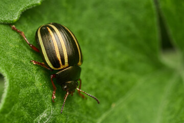 Macro insect resting on green leaf