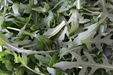 Fresh Arugula Close-up of vibrant, edible leaves