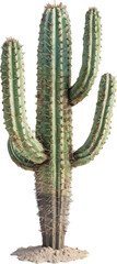 Double-armed cactus with thick green stems on gray background