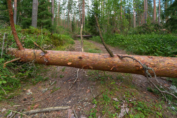 forest after a storm in summer © talavietis