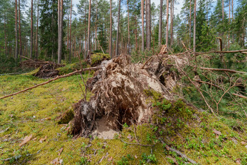 wood in the forest © talavietis