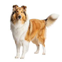 Majestic rough collie standing proudly against a white background