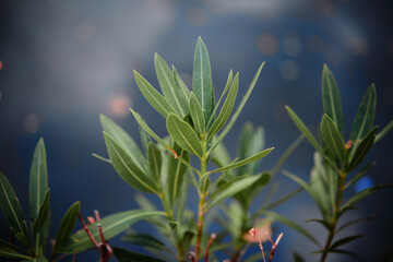 Fototapeta premium Green Leaves Against a Defocused Blue Sky Background