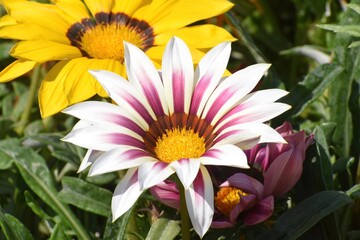Gazania flower white-pink blooming in garden in summer close up