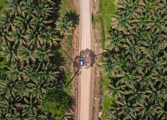 Palm oil plantation area seen vertically from a height at a 90 degree angle, located in Berau Regency, East Kalimantan, Indonesia.