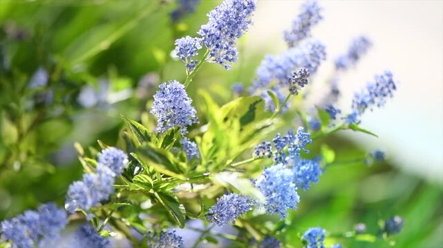 Ceanothus flower Shrub blooming in summer garden, close up. California lilac flowers. Ceanothus in garden design, blue flowers, macro shot. Slow motion 