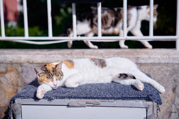A peaceful domestic cat taking a nap on a fabric surface outside, enjoying the warm sunlight, with...