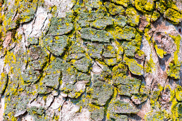 Tree bark with intricate patterns of cracks and patches of lichen. Textured tree bark