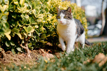 Domestic calico cat exploring outdoors near green bushes surrounded by sunlight and fresh grass,...