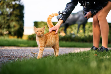 An orange cat enjoys affection from a human outdoors, surrounded by lush green grass and sunlight. The interaction radiates warmth and companionship in an inviting natural environment.