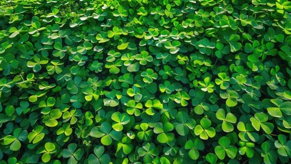 A dense cover of green clover leaves with varying shades of green.