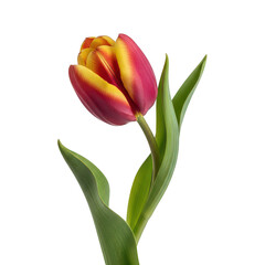 Naklejka premium A vibrant red and yellow tulip isolated on transparent background transparent background