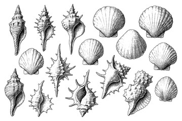Detailed seashell and conch illustrations in vintage engraving style, Transparent Background