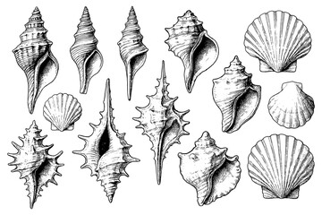 Detailed seashell and conch illustrations in vintage engraving style, Transparent Background