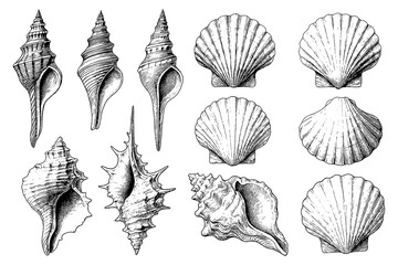 Detailed seashell and conch illustrations in vintage engraving style, Transparent Background