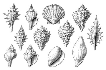 Detailed seashell and conch illustrations in vintage engraving style, Transparent Background