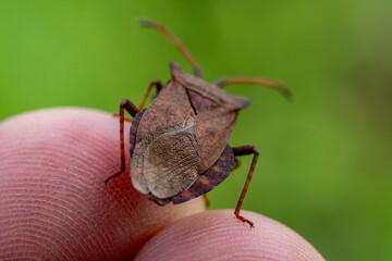 Macro of Coreus Marginatus Bug on Human Finger – Close-Up of Leaf-Footed Insect and Skin Texture