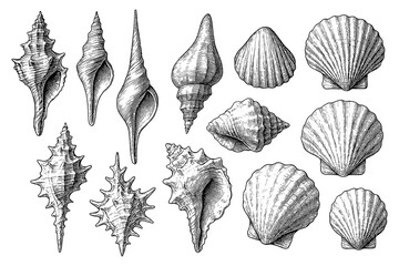 Hand-drawn sea shells in vintage engraving style, Transparent Background