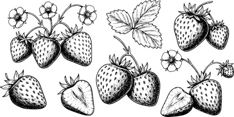 set of Strawberry sketch ink graphic illustration, draft silhouette drawing, black on white line art. Botanical vintage etching food design.
on white background