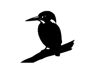  Malachite Kingfisher in silhouette.