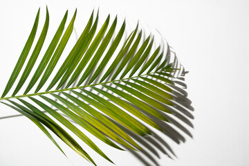 Obraz premium Tropical palm leaf with shadow isolated over a white background. Summer concept