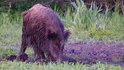 wild boar digs the ground with its nose in the summer in a clearing