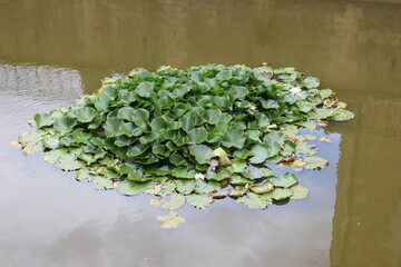 N&eacute;nuphars en fleurs (douves du ch&acirc;teau de Piierre-de-Bresse)