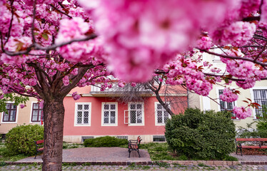 Blossoming Cherry Tree in Quaint Urban Courtyard Amid Springtime