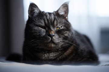 A calm and fluffy dark-colored cat enjoying a moment of relaxation indoors in soft lighting.