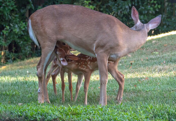 A Whitetail Deer Doe Nurses Her Twin Fawns