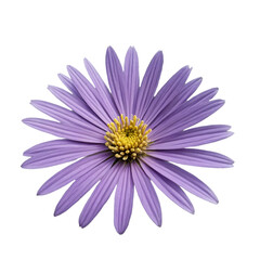 rurple aster flower on white backgroud