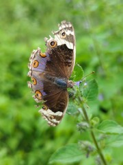 butterfly on a leaf