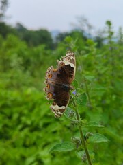 butterfly in the forest