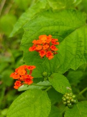 red and yellow flower