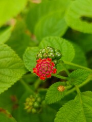 raspberry on a bush
